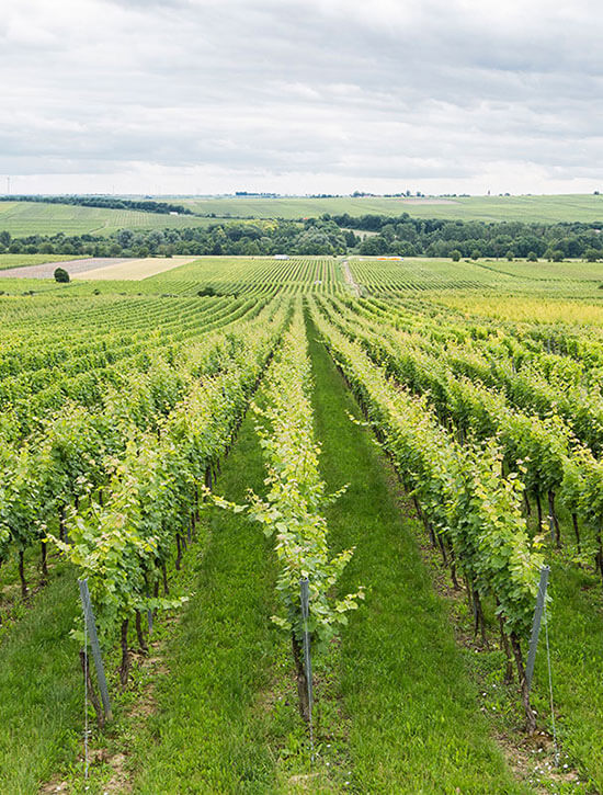 6er Probierpaket | Weingut Keth