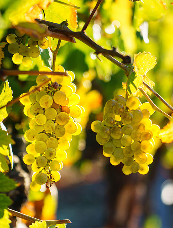 6er Weißweinpaket | Fruchtsüße & Lebensfreude | lieblich