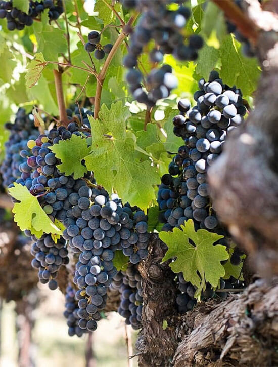 6er Probierpaket | Collegium Wirtemberg