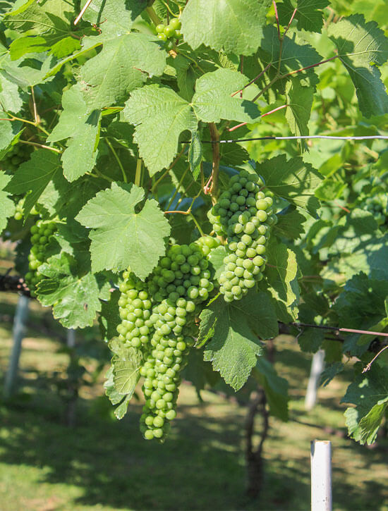 6er Weißweinpaket | Weißer Burgunder | trocken
